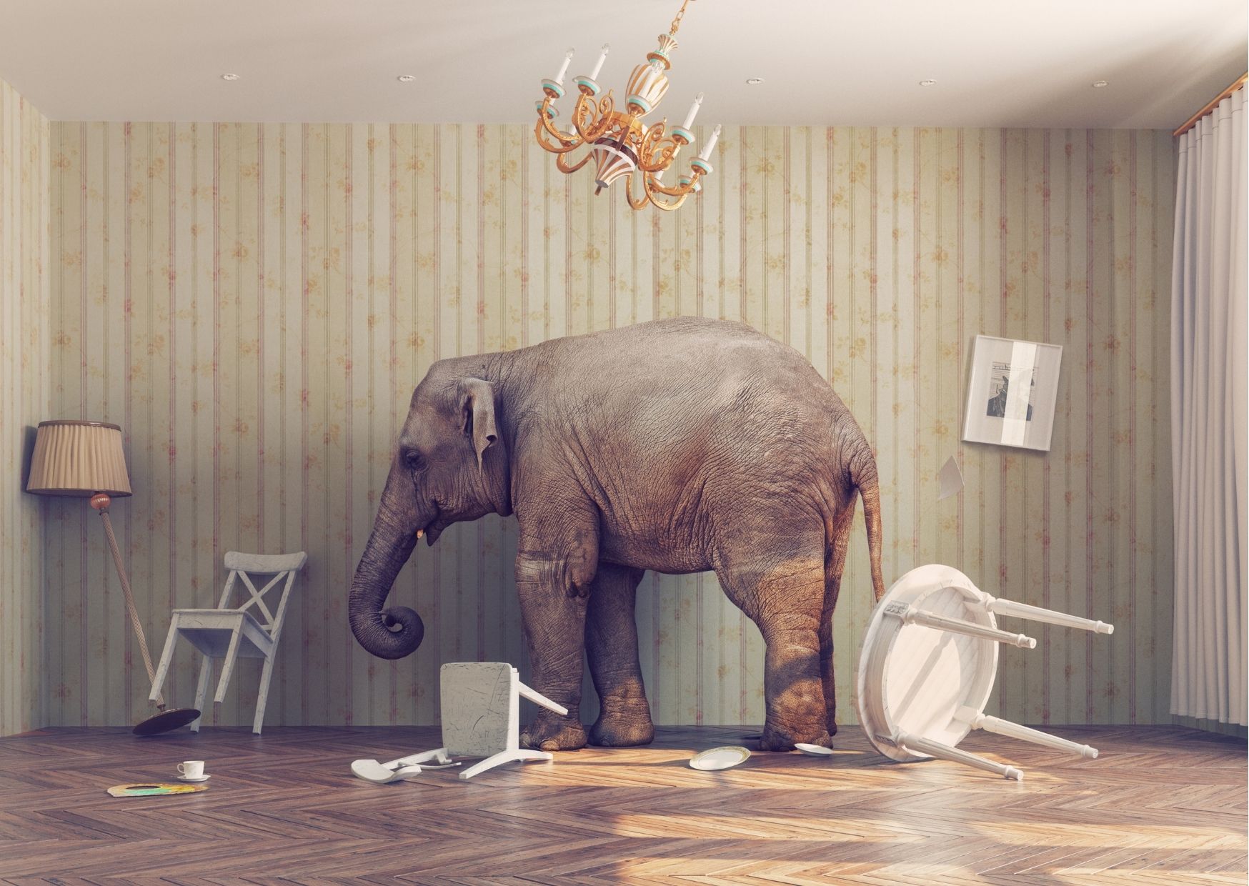 A picture of an elephant in the room