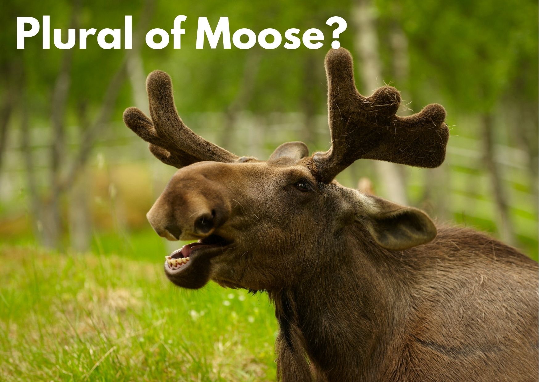 Picture of a Moose with the caption: 