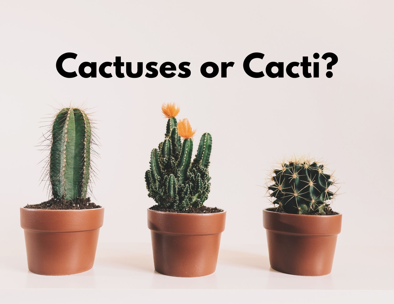A picture of three cactus plants with the words "Cactuses or Cacti?"