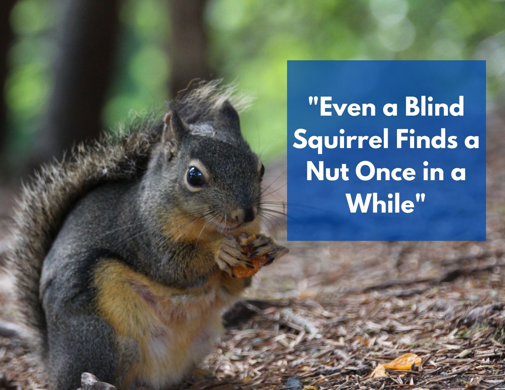 A picture of a squirrel with a nut and the expression "even a blind squirrel finds a nut once in a while"