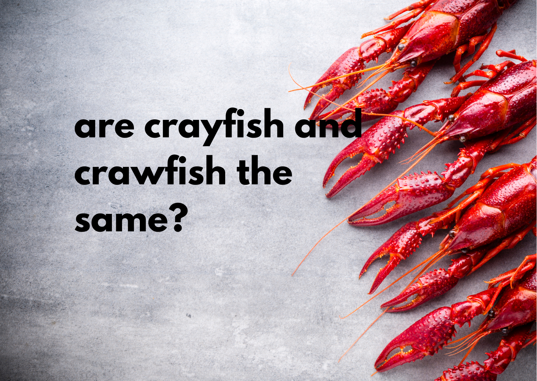 A grey background with crawfish on the right side and the caption: "are crayfish and crawfish the same?"